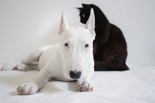 Keeping Them Clean: How to Clean and Disinfect Your Pet's Toys and Beds