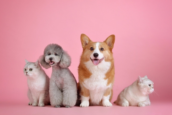 Seasonal cleaning with pets: A year-round guide to a happy home